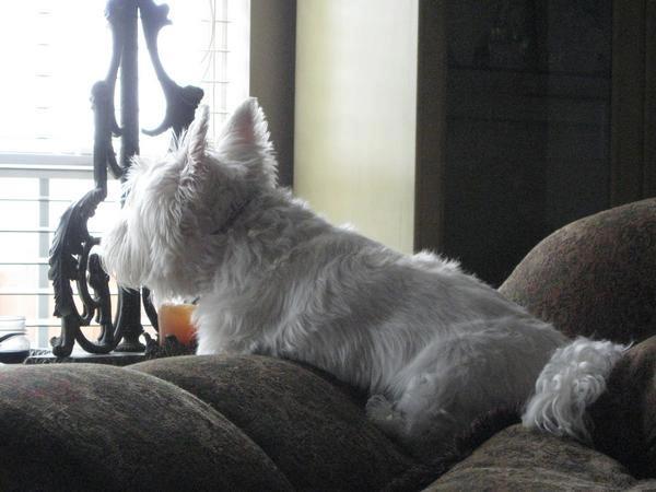 the best dog ever. he couldve kept that lamp on that chippendale table but not her